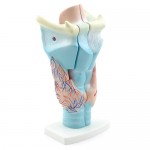 Larynx, 3 delar