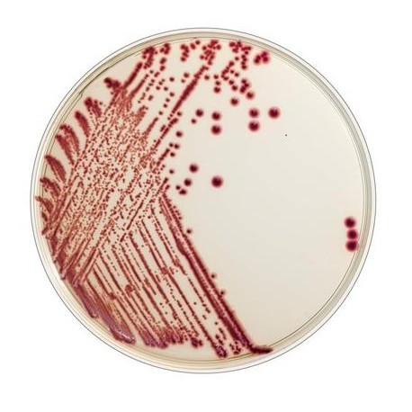 Flexicult, Chrom agar Flexicult ID, 10 stk.