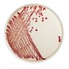 Flexicult, Chrom agar Flexicult ID, 10 stk.